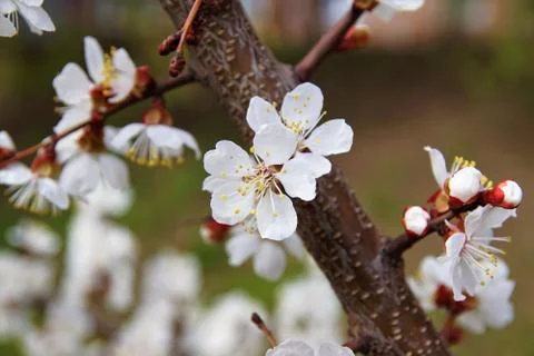Cherry in bloom. Stock Photos