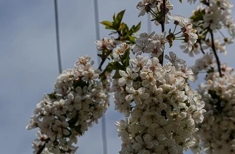 Cherry Bloom Stock Photos