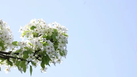Cherry bloom in spring Video stock 89753102