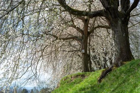Cherry bloom in the spring in the german region Bergstrasse in Hessen with be Stock-Fotos