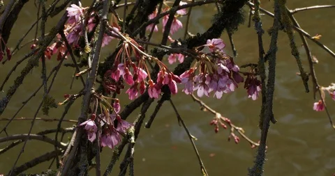 Cherry bloom with water background Stock Footage 126773292