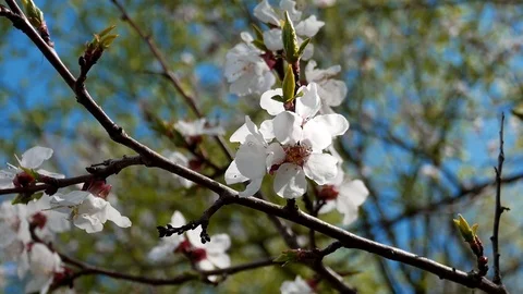 Cherry blooming 3 動画素材 107219818
