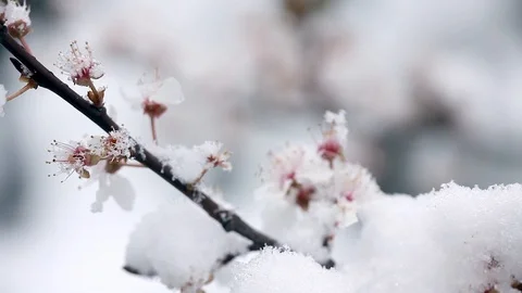 A cherry blooming branch covered with snow in early spring Stock Footage 87535439