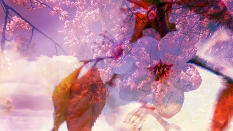 Cherry blooming branch on the violet with fast moving clouds. Vídeo Stock 235007557