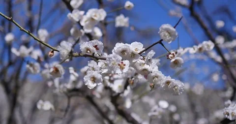 Cherry  blooming 스톡 동영상 74157350