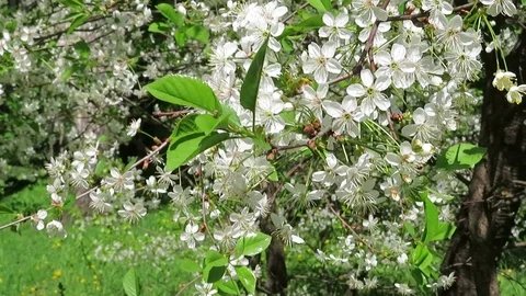 Cherry blooming Stock Footage 90660827