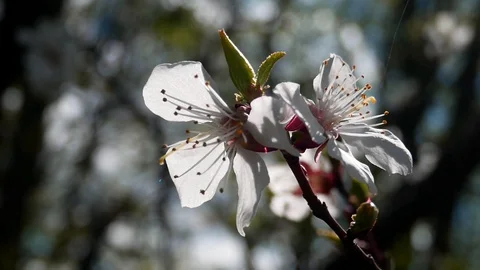 Cherry blooming 動画素材 107219824