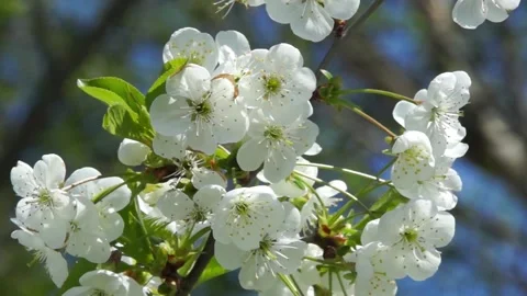 Cherry blooming Stock Footage 131673232