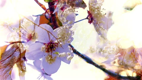 Cherry blooming tree on blue sky with transparent effect. Видео 234714540
