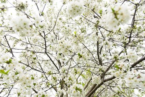 Cherry blooming tree Stock Photos