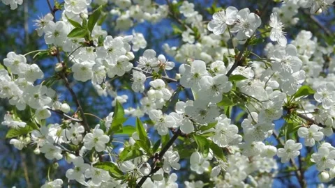 Cherry blooming2 Stock Footage 131673259