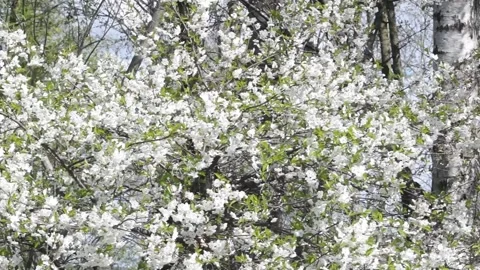 Cherry blooming3 Video stock 131673994