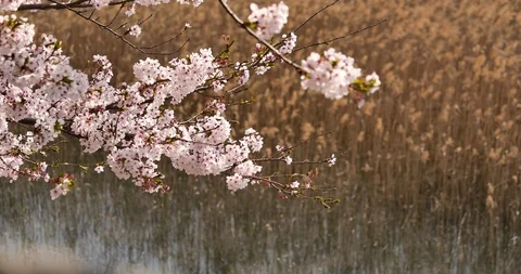 Cherry blooms. Stock Footage 117461175