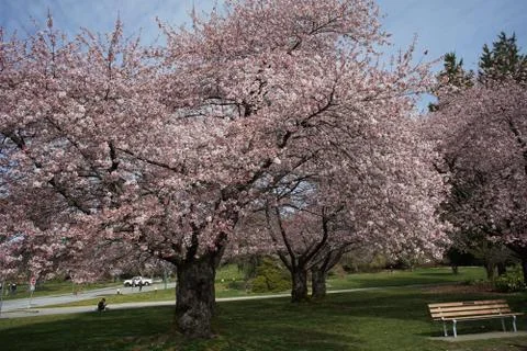 Cherry Bloosming Season Stock Photos