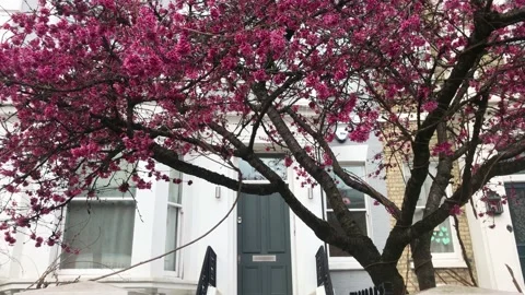 Cherry bloosom tree, Notting hill, London, 2021 Vídeo Stock 149841346