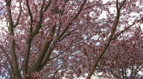 Cherry Blosoms closeup Stock Footage 398133