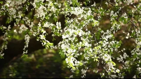 Cherry Blossom 01 Stock Footage 7731316