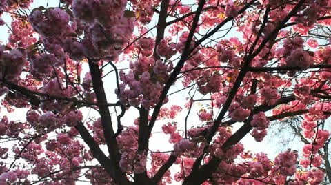 Cherry Blossom 01 Stock Footage 22939504