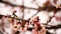 Cherry Blossom 02 Dolly R HD Footage