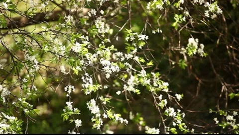 Cherry Blossom 02 Stock Footage 7731349