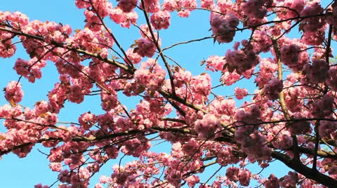 Cherry Blossom 02 Stock Footage 22945949