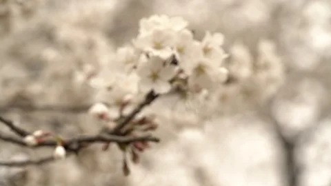 Cherry Blossom 02 Stock Footage 88756831