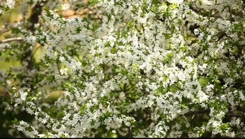 Cherry Blossom 03 Stock Footage 7731372