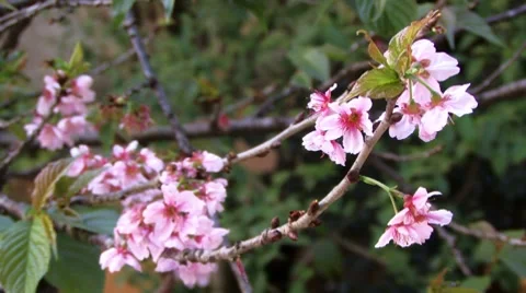Cherry blossom 03 Stock Footage 8677590
