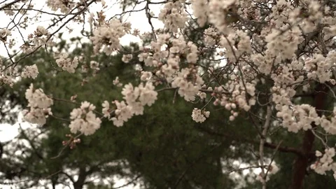 Cherry Blossom 03 Stock Footage 88756832