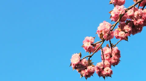 Cherry Blossom 04 動画素材 22951734