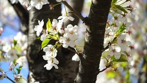 Cherry Blossom 04 Stock Footage 88756828