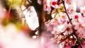 Cherry Blossom 05 Dolly R HD Footage