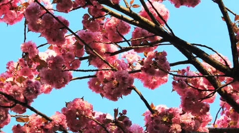 Cherry Blossom 05 Stock Footage 22957029
