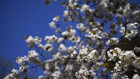 Cherry Blossom 05 Stock Footage 88756793