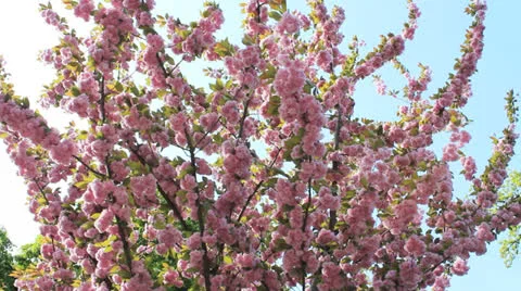 Cherry Blossom 06 Stock Footage 23103925