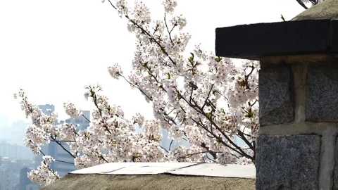 Cherry Blossom 06 Stock Footage 88756860