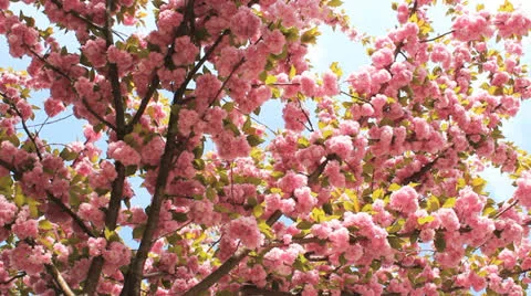 Cherry Blossom 07 Stock Footage 23104117