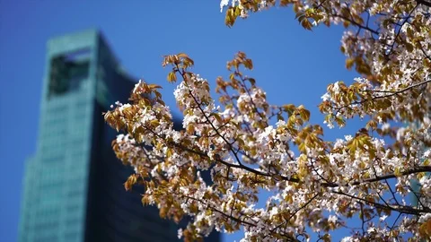 Cherry Blossom 07 Stock Footage 89042315