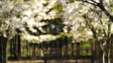 Cherry Blossom 08 Stock Footage 89042468