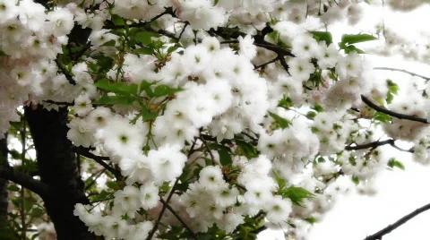 Cherry blossom 1 動画素材 742353