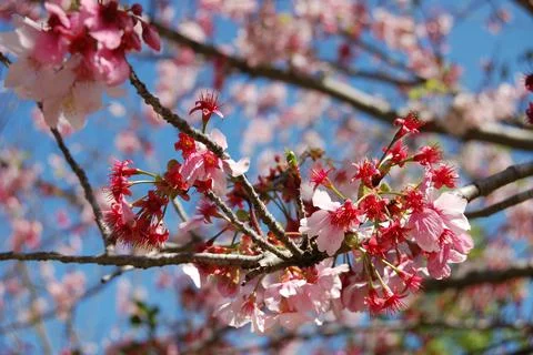 Cherry Blossom 1 Stock Photos