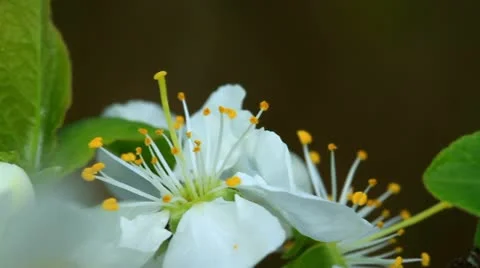 Cherry blossom 10 Stock Footage 10945368
