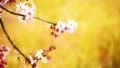 Cherry Blossom 13 Dolly R HD Footage