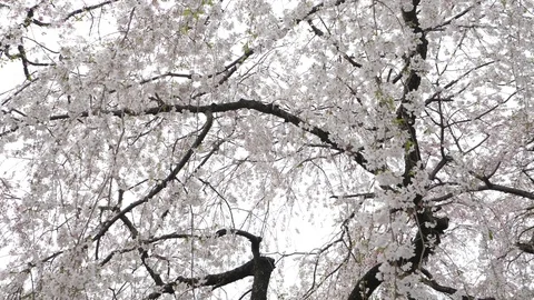 Cherry blossom 2 Video stock 110041664