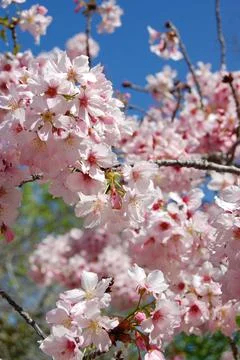 Cherry Blossom 2 Foto stock