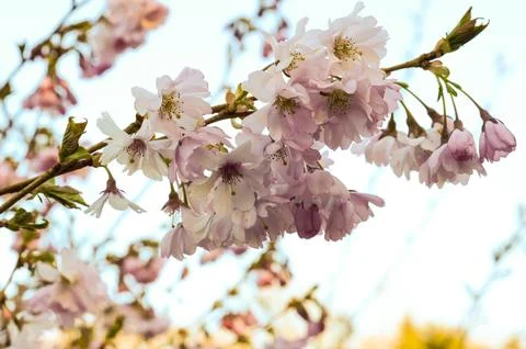 Cherry blossom 2 Photos