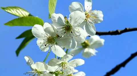 Cherry blossom 3 Stock Footage 10944115
