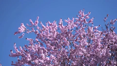 Cherry blossom 4K 22 Stock Footage 238430802