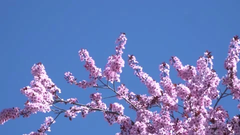 Cherry blossom 4K 23 Stock Footage 238430804