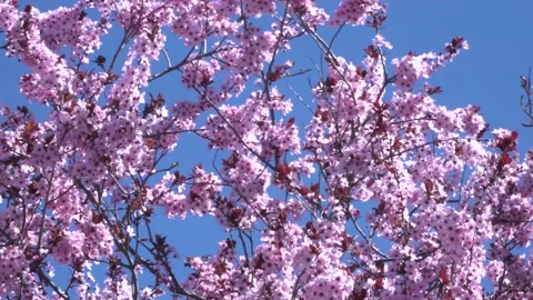 Cherry blossom 4K 24 스톡 동영상 238430810